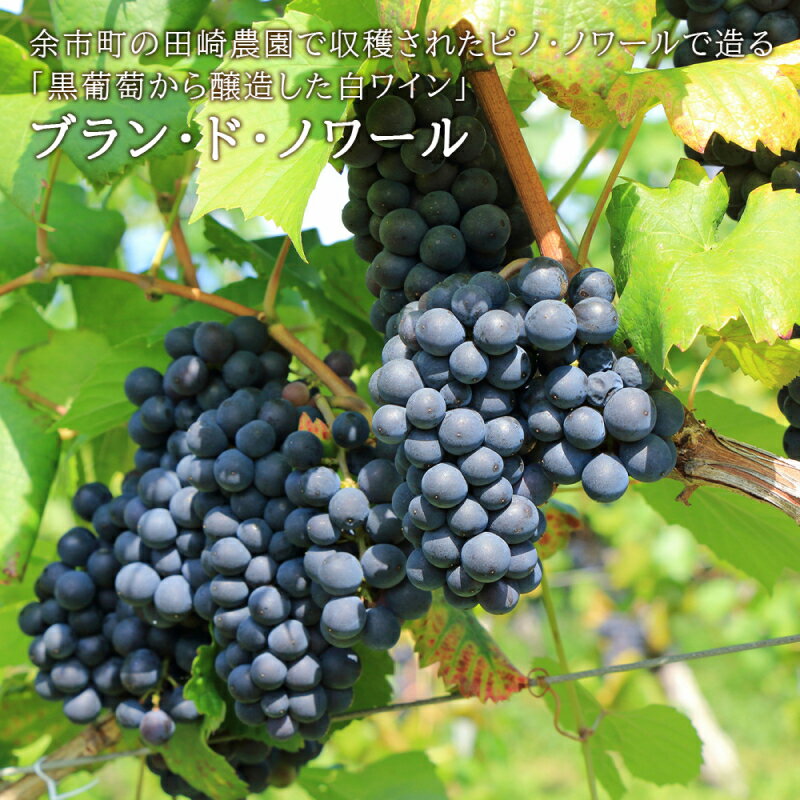 【ふるさと納税】北海道 ワイン 田崎ヴィンヤード ピノ・ノワール ブラン・ド・ノワール 2021 白ワイン 辛口 アロマ 白身魚 牡蠣 ホタテ 多種多様な味 おつまみ チーズ ピスタチオ 魚介類 贈り物 お歳暮 御中元 ギフト 芳醇な香り お取り寄せ 北海道 余市町 送料無料 サムネイル2