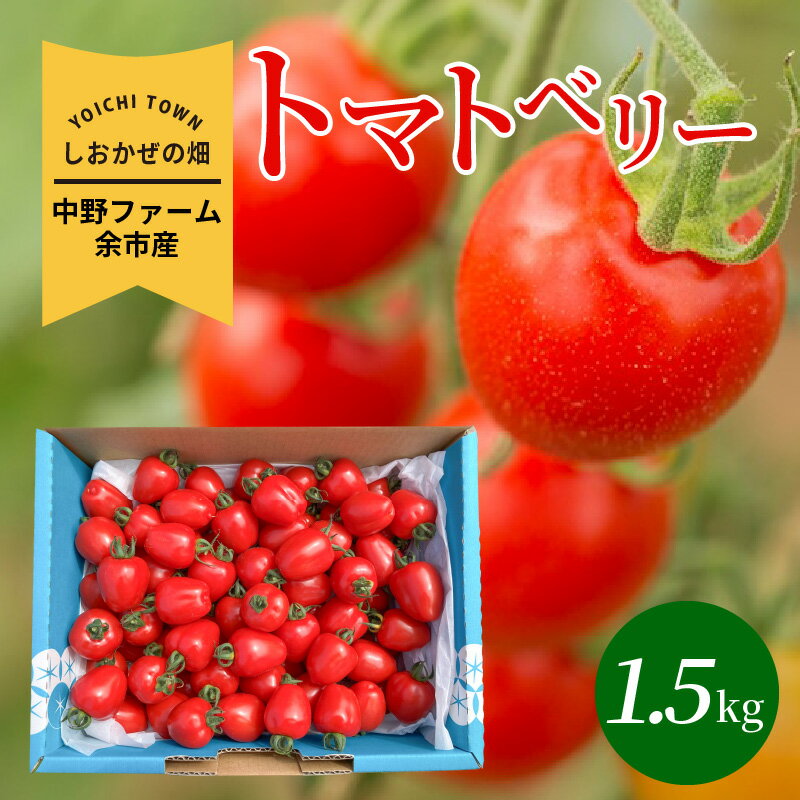 【先行予約】2026年 初夏発送 しおかぜの畑 中野ファーム 余市産 トマトベリー 1.5kg ミニトマト 爽やかな甘みと酸味 余市町産 シリパ岬 小粒 フルーツのような甘さ トマト おやつ お取り寄せ 北海道 余市 送料無料