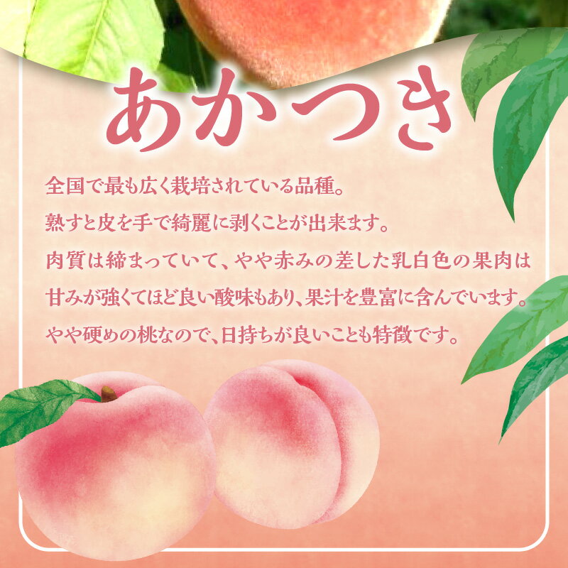 【ふるさと納税】【 先行予約 2026年8月下旬頃より発送 】＜ 北海道余市産 ＞ 桃「 あかつき 」3kg（ 12 ～ 20玉 ）【 北海道アグリドリーム 】北海道 余市町 果物 ジャム ヨーグルト ケーキ 国産 お取り寄せ 送料無料 サムネイル2