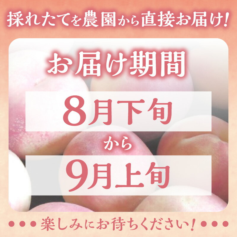 【ふるさと納税】【 先行予約 2026年8月下旬頃より発送 】＜ 北海道余市産 ＞ 桃「 あかつき 」3kg（ 12 ～ 20玉 ）【 北海道アグリドリーム 】北海道 余市町 果物 ジャム ヨーグルト ケーキ 国産 お取り寄せ 送料無料 サムネイル3