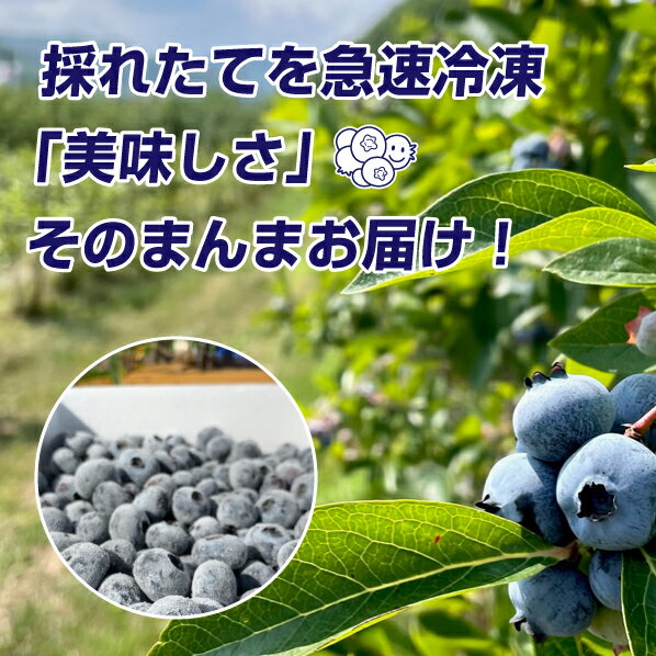 【ふるさと納税】【余市産無農薬】冷凍ブルーベリー 700g 残留農薬検査済み 2025年収穫 フルーツ 果物 お取り寄せ スムージー ジュース ヨーグルト ジャム アレンジ 送料無料 北海道 余市町 サムネイル2