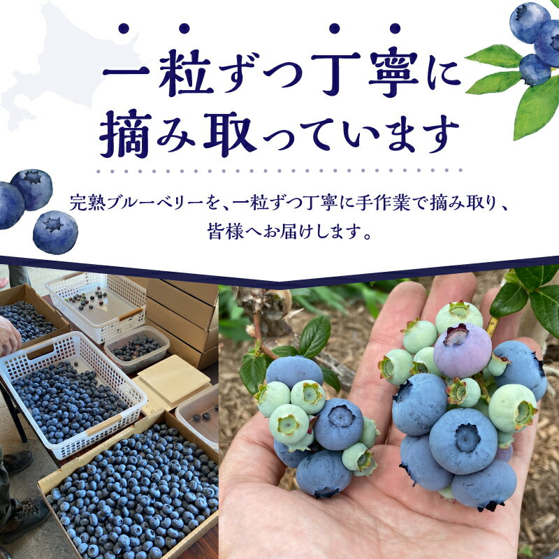 【ふるさと納税】【2026年7月中旬頃より発送】海外も認める高品質 生ブルーベリー 1kg ( 500g×2 ) 日本最大級農場産 手摘み収穫 アイケイファーム余市 ブルーベリー 順次発送 食べ比べ 青果 フルーツ 果物 スムージー ジュース ヨーグルト ジャム 北海道 余市町 送料無料 - 画像2