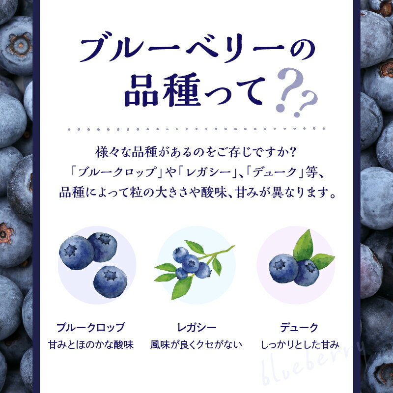 【ふるさと納税】【2026年7月中旬頃より発送】海外も認める高品質 生ブルーベリー 1kg ( 500g×2 ) 日本最大級農場産 手摘み収穫 アイケイファーム余市 ブルーベリー 順次発送 食べ比べ 青果 フルーツ 果物 スムージー ジュース ヨーグルト ジャム 北海道 余市町 送料無料 - 画像3