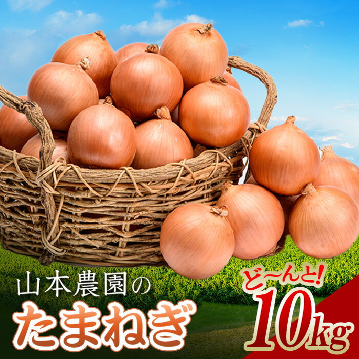 北海道産 「山本農園のたまねぎ」L〜L大サイズ前後 10kg 南幌町産 玉ねぎ タマネギ 玉葱 NP1-306