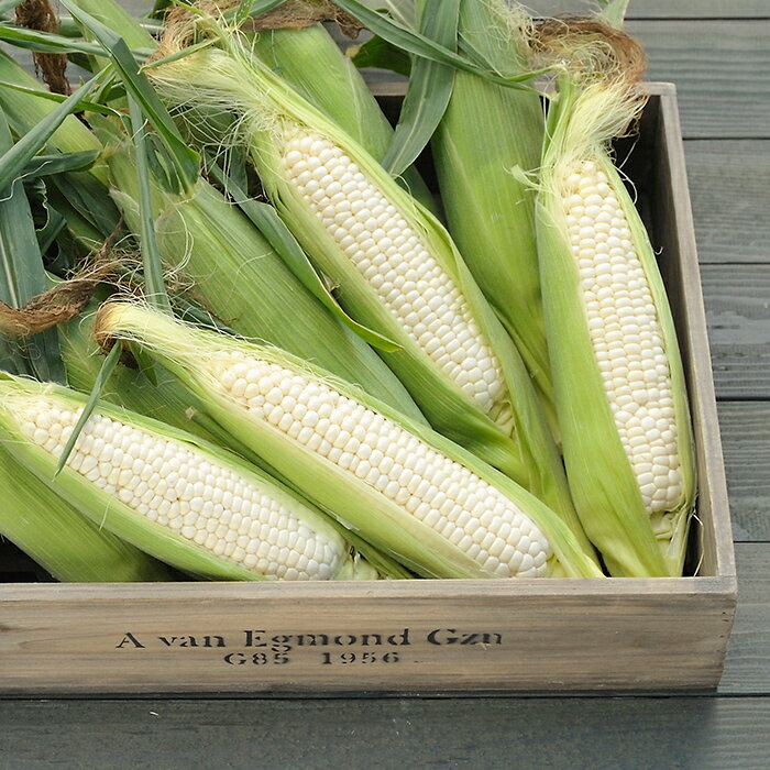 【ふるさと納税】令和8年発送 北海道産 とうもろこし ピュアホワイト20本 朝採れ 一番果 産地直送 数量限定 南幌町 NP1-172 - 画像3
