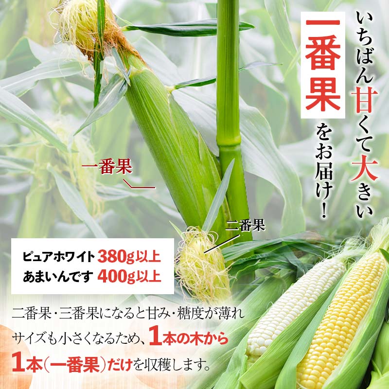 【ふるさと納税】令和8年発送 北海道産 とうもろこし 食べ比べ ピュアホワイト3本＆あまいんです3本 朝採れ 一番果 産地直送 南幌町 NP1-177 - 画像2