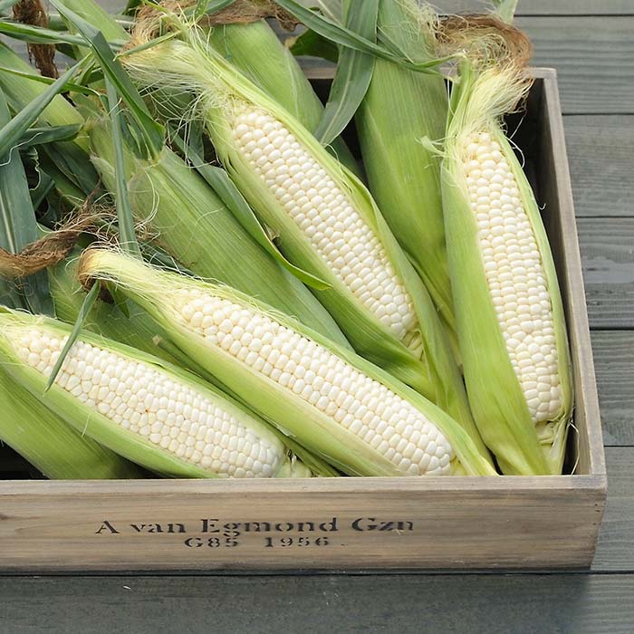 【ふるさと納税】令和8年発送 北海道産 とうもろこし ピュアホワイト6本 朝採れ 一番果 産地直送 とうきび 南幌町 NP1-178 - 画像3