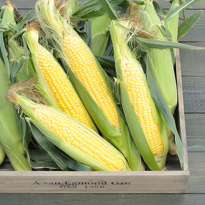 【ふるさと納税】令和8年発送 北海道産 とうもろこし あまいんです6本 朝採れ 一番果 産地直送 NP1-179 - 画像3