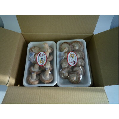 【ふるさと納税】生しいたけ　170gパック×8【配送不可地域：離島】【1273915】 - 画像2