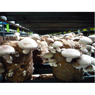 【ふるさと納税】生しいたけ　170gパック×8【配送不可地域：離島】【1273915】 - 画像3