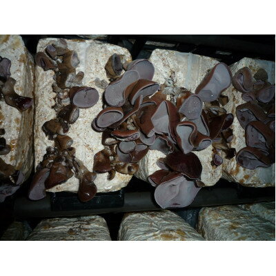 【ふるさと納税】上砂川町産乾燥きくらげ5パック入り【1359780】 - 画像2