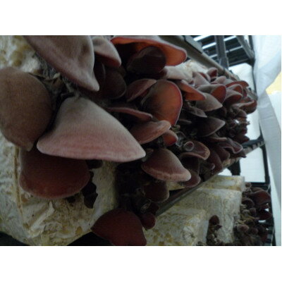 【ふるさと納税】上砂川町産乾燥きくらげ5パック入り【1359780】 - 画像3