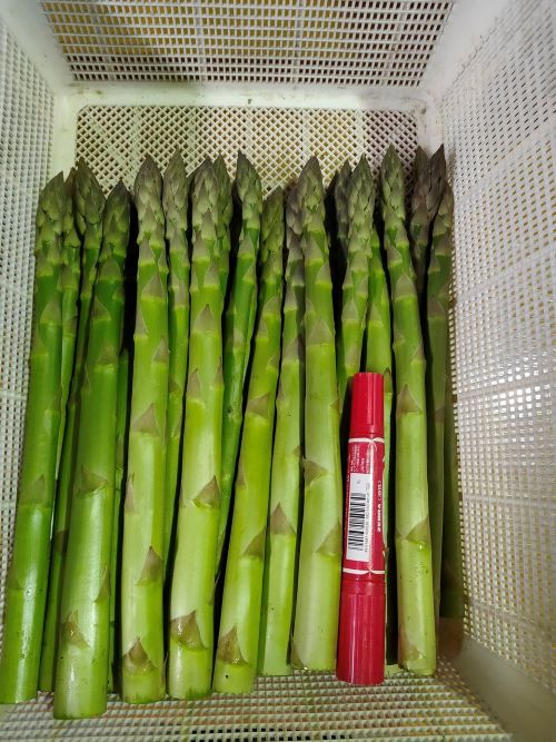 【ふるさと納税】北海道由仁町産 オーガニック グリーンアスパラ 1kg（令和8年4月～順次発送予定） - 画像2