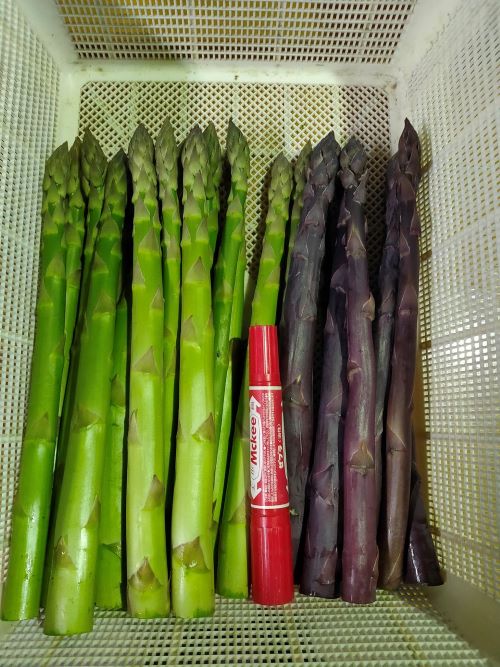 【ふるさと納税】北海道由仁町産 オーガニック 紫・グリーンアスパラ 食べ比べセット 1kg（令和8年4月～順次発送予定） - 画像2