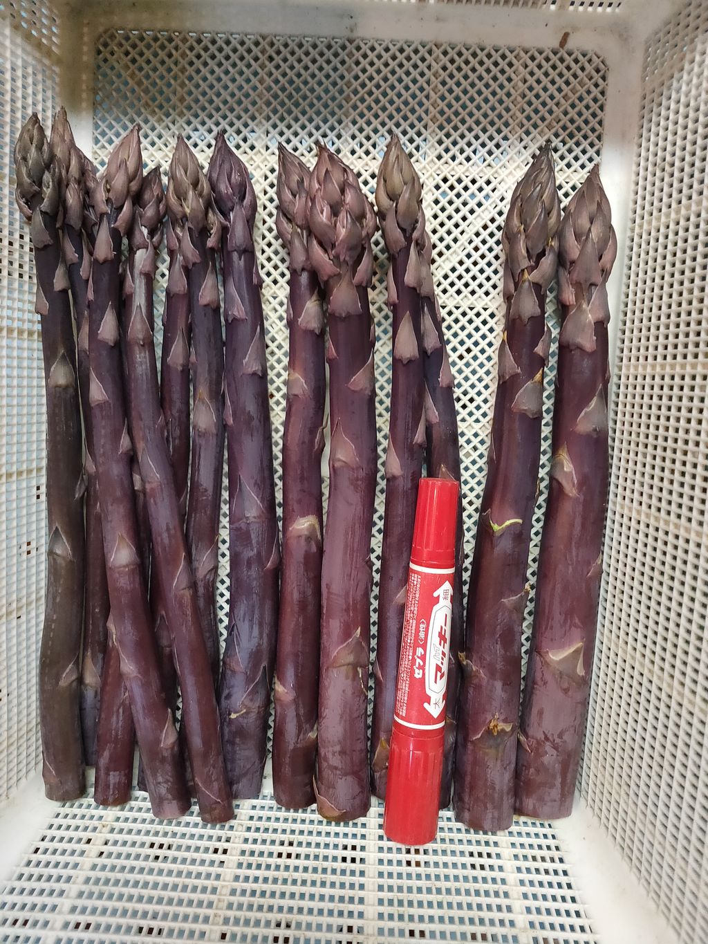 北海道由仁町産 オーガニック紫アスパラ 1kg（令和8年4月～順次発送予定）