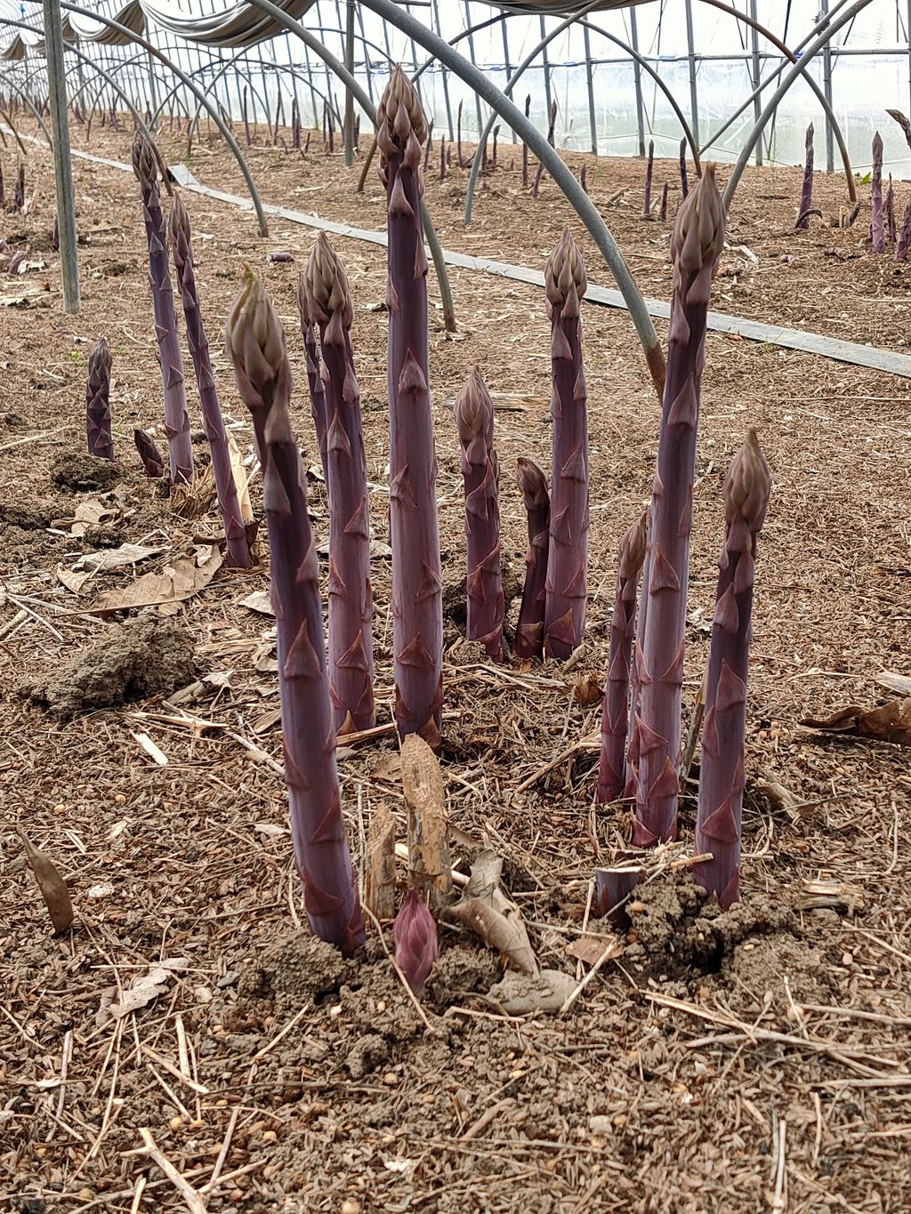 【ふるさと納税】北海道由仁町産 オーガニック紫アスパラ 1kg（令和8年4月～順次発送予定） - 画像2