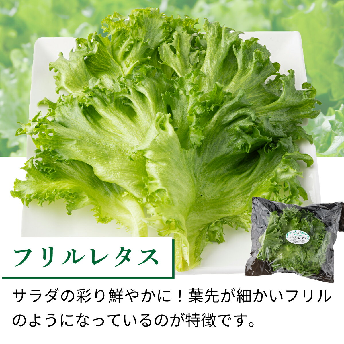 【ふるさと納税】水と光と愛情で育ったレタス詰め合わせ 8袋入 | リボンレタス フリルレタス 北海道 妹背牛町 レタス 詰め合せ サラダ 水耕栽培 空知 - 画像3