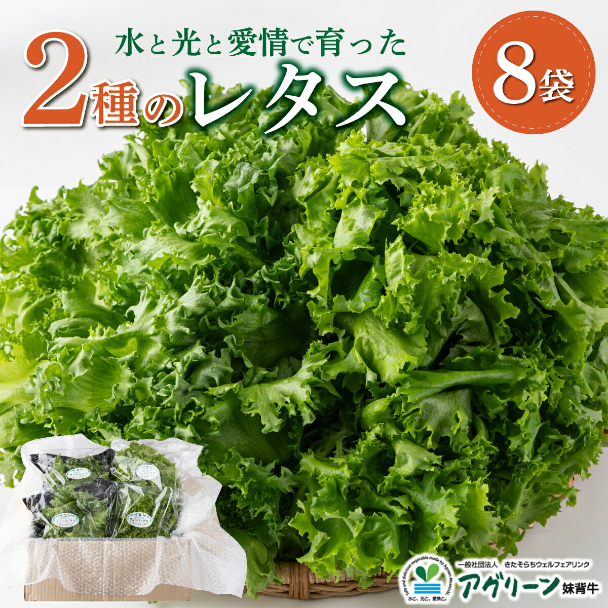 水と光と愛情で育ったレタス詰め合わせ 8袋入 | リボンレタス フリルレタス 北海道 妹背牛町 レタス 詰め合せ サラダ 水耕栽培 空知