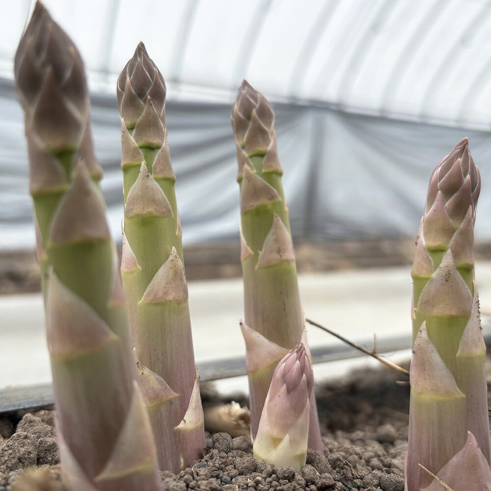 【ふるさと納税】朝採り アスパラ グリーンアスパラ Lサイズ以上 北海道 鷹栖町 金賞 受賞 アスパラ アスパラガス 北海道 鷹栖町 送料無料 【2026年4月上旬～5月上旬迄発送予定】 - 画像3