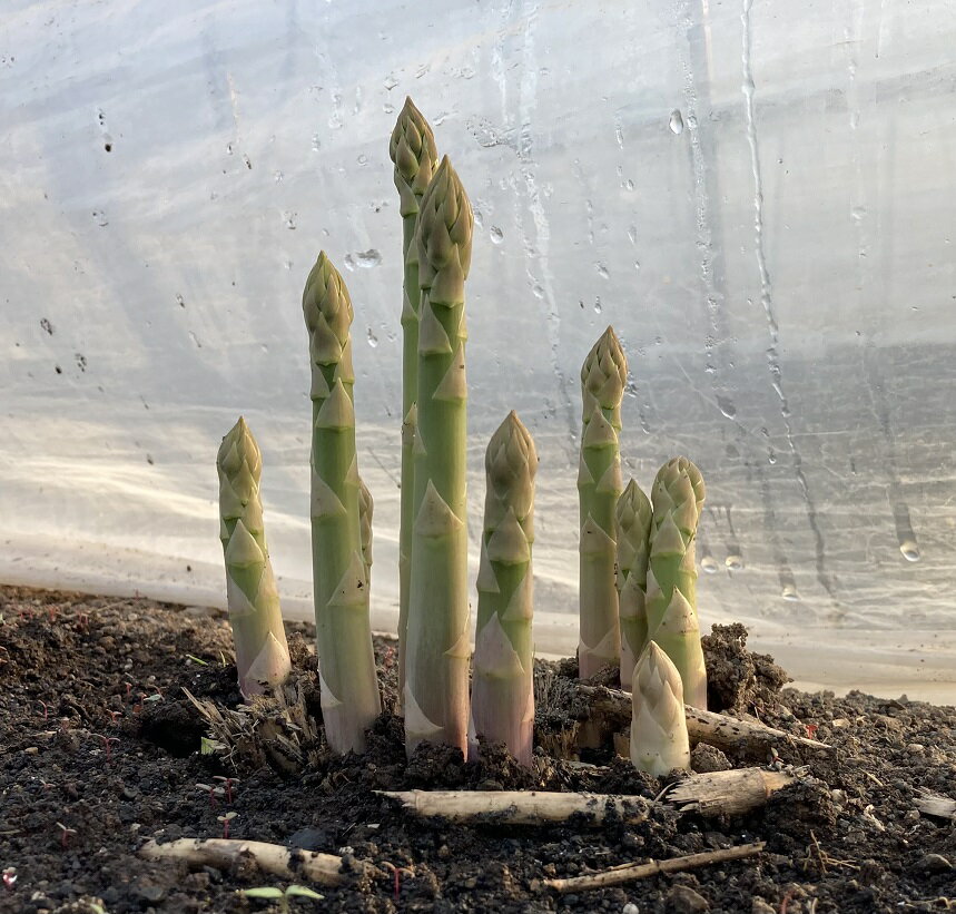 【ふるさと納税】朝採り アスパラ グリーンアスパラ Lサイズ以上 北海道 鷹栖町 金賞 受賞 アスパラ アスパラガス 北海道 鷹栖町 送料無料 【2026年4月上旬～5月上旬迄発送予定】 - 画像2