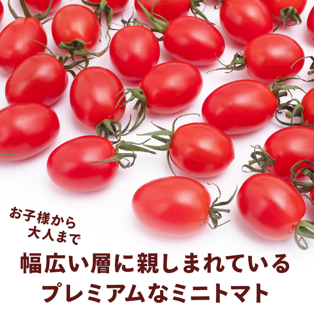 【ふるさと納税】【2026年先行予約】朝採りPremium Sweet ＆フルーツミニ 計1kgミニトマト 朝採り 新鮮 生鮮 野菜 トマト ふるさと納税 北海道 東神楽 - 画像3