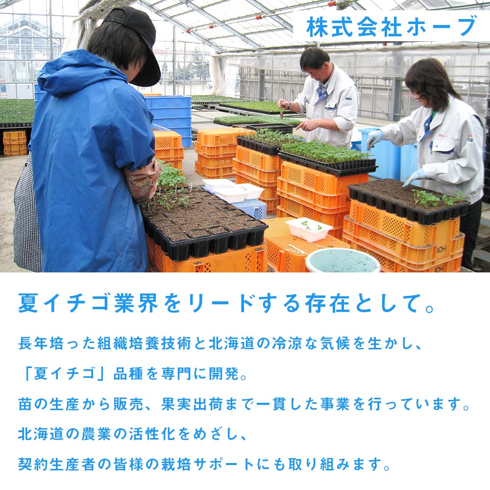 【ふるさと納税】2026年発送☆【夏イチゴ】奇跡のひと粒「夏瑞」2パックセット 東神楽ふるさと納税 北海道ふるさと納税 イチゴ 東神楽産いちご 【E102】 果物 フルーツ 苺 国産 北海道産 サムネイル2