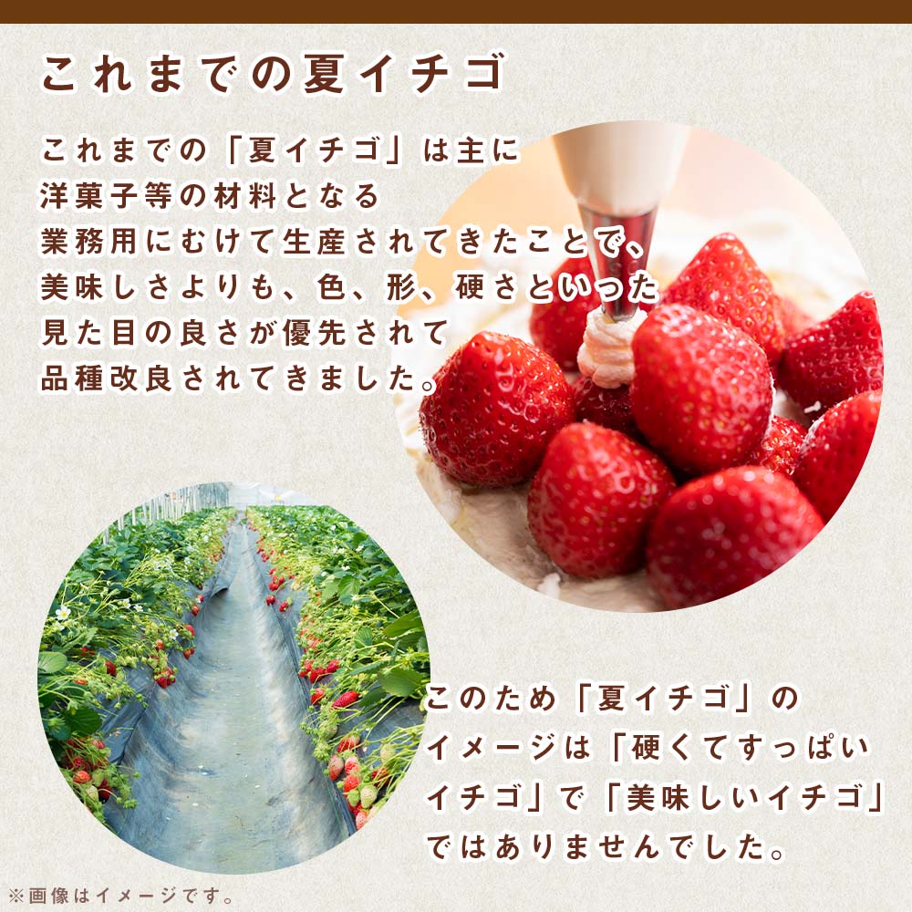 【ふるさと納税】2026年発送☆【夏イチゴ】奇跡のひと粒「夏瑞」2パックセット 東神楽ふるさと納税 北海道ふるさと納税 イチゴ 東神楽産いちご 【E102】 果物 フルーツ 苺 国産 北海道産 サムネイル3