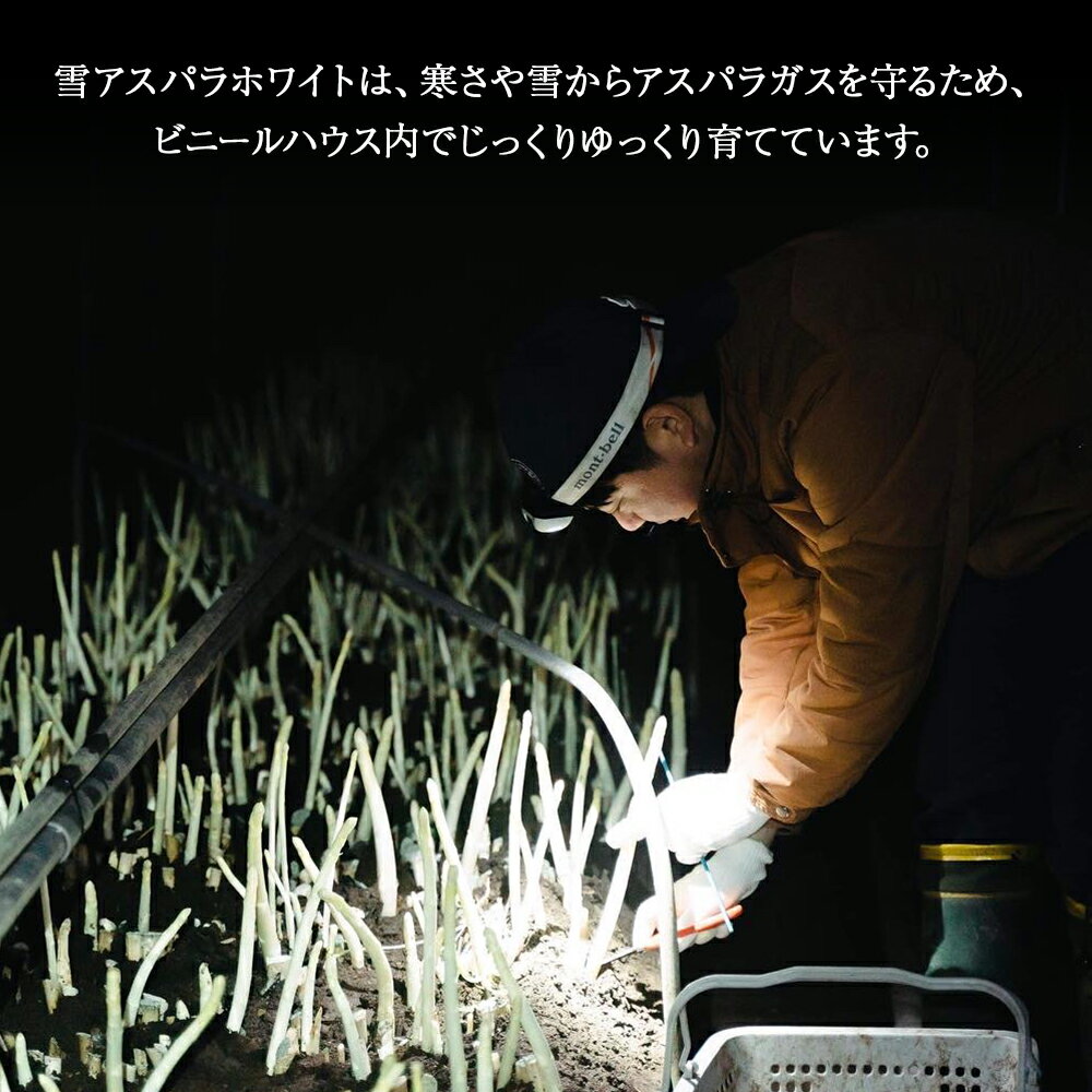 【ふるさと納税】贅沢に春を先取り『雪アスパラホワイト』（800g）【北海道東神楽町】野菜 アスパラ アスパラガス ホワイトアスパラ アスパラホワイト 白 アスパラ 雪アスパラ ふるさと納税 北海道 東神楽 - 画像2