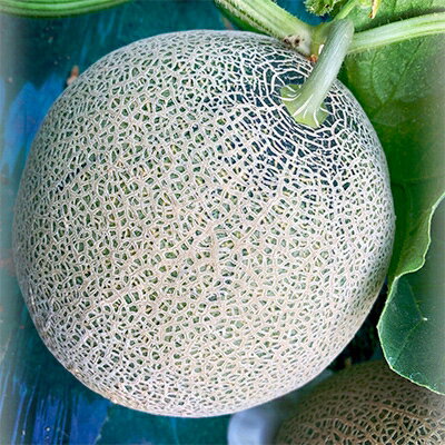 【ふるさと納税】【2026年夏発送】岸田農園産　青肉メロン 5玉入り(サイズ:1玉1.7kg以上)【206】【1087006】 サムネイル2