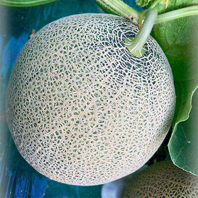 【ふるさと納税】【訳あり】家庭用2026年夏発送　岸田農園産青肉メロン3玉(1玉1.5kg)30セット限定【1614595】 サムネイル2