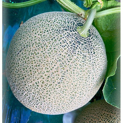 【ふるさと納税】【2026年夏発送】《最高級品》岸田農園産　極メロン(赤肉メロン)30セット限定【1614601】 サムネイル3