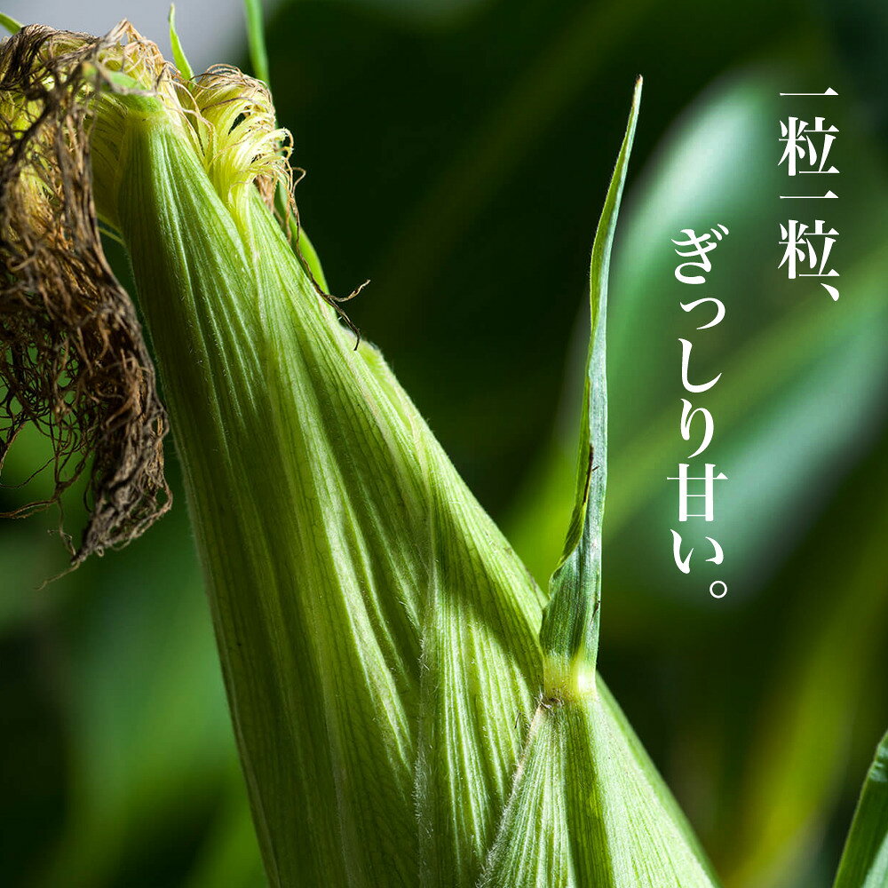 【ふるさと納税】≪令和8年産予約受付！≫ とうもろこし 北海道 スイートコーン (黄12本) 美瑛選果 とうきび 夏野菜 美瑛産 北海道産 北海道産とうもろこし [013-91] - 画像2