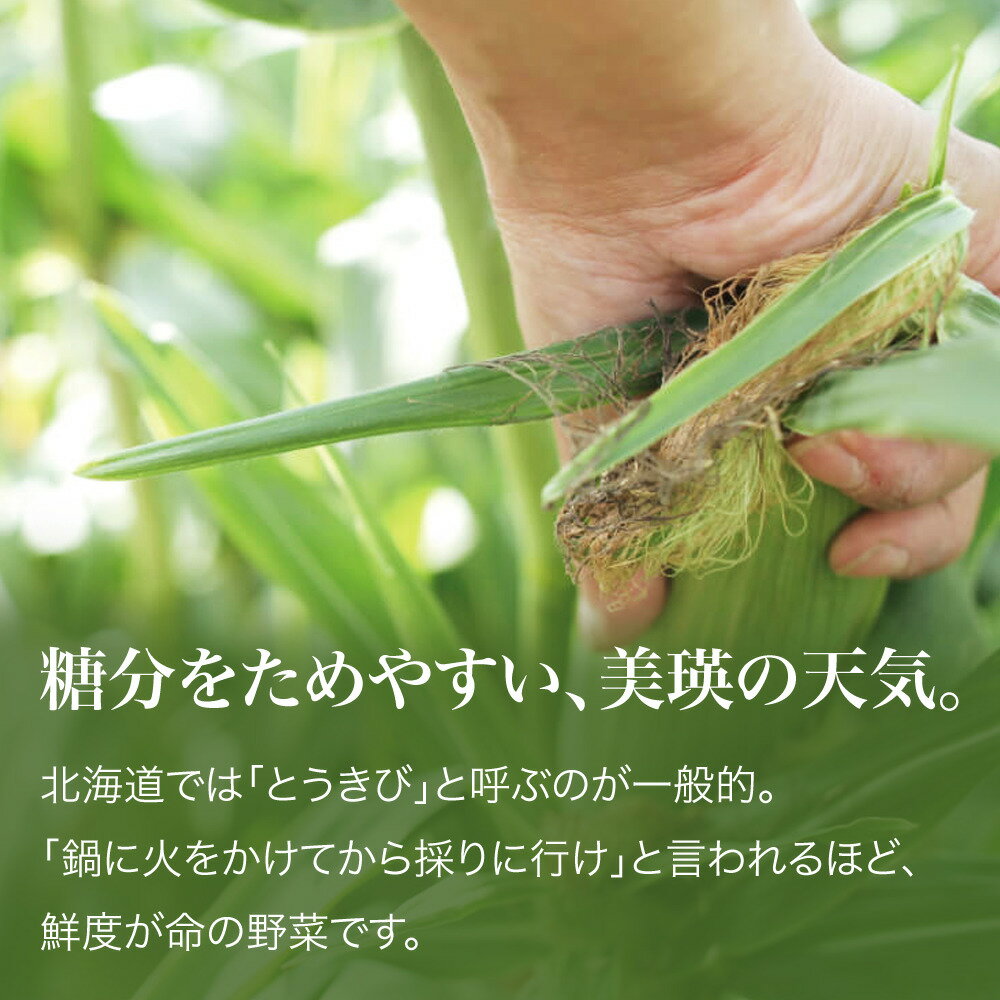 【ふるさと納税】≪令和8年産予約受付！≫ とうもろこし 北海道 スイートコーン (黄12本) 美瑛選果 とうきび 夏野菜 美瑛産 北海道産 北海道産とうもろこし [013-91] - 画像3