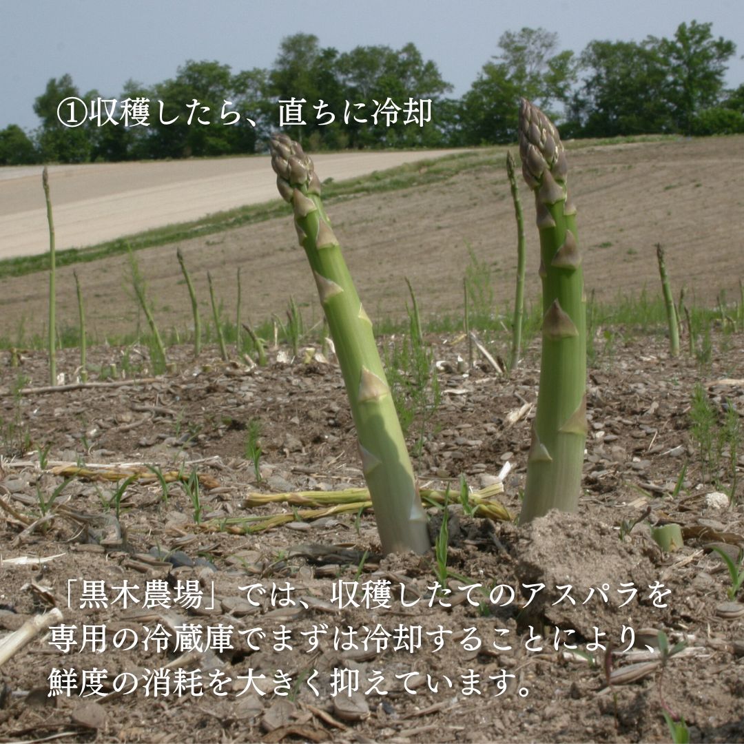 【ふるさと納税】【令和8年産予約受付！】グリーンアスパラ（M〜Lサイズ）1kg 2kg 送料無料 野菜 美瑛 美瑛町 北海 美瑛 北海道美瑛町 美瑛産アスパラ アスパラガス 黒木農場[012-186] - 画像2