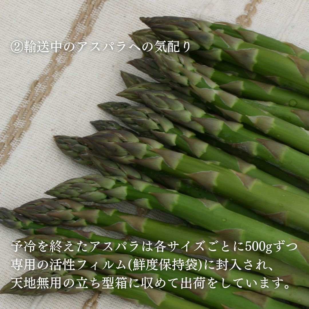 【ふるさと納税】【令和8年産予約受付！】グリーンアスパラ（M〜Lサイズ）1kg 2kg 送料無料 野菜 美瑛 美瑛町 北海 美瑛 北海道美瑛町 美瑛産アスパラ アスパラガス 黒木農場[012-186] - 画像3