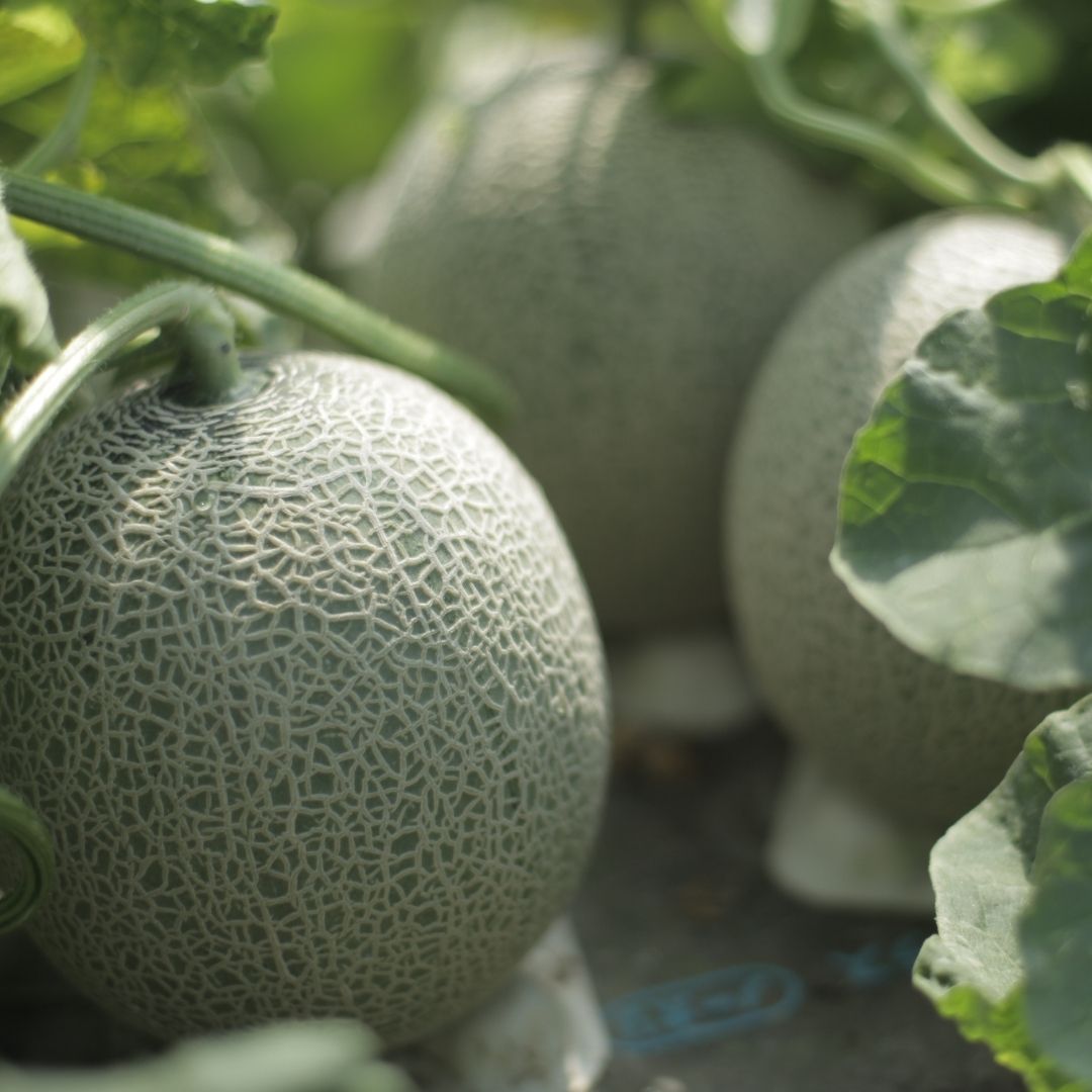 【ふるさと納税】≪令和8年産予約受付！≫ 赤肉 メロン 2玉 北海道 北海道美瑛 北海道美瑛町　美瑛町　美瑛 メロン スイーツ 果物 野菜 送料無料 美景農園[020-95] サムネイル3