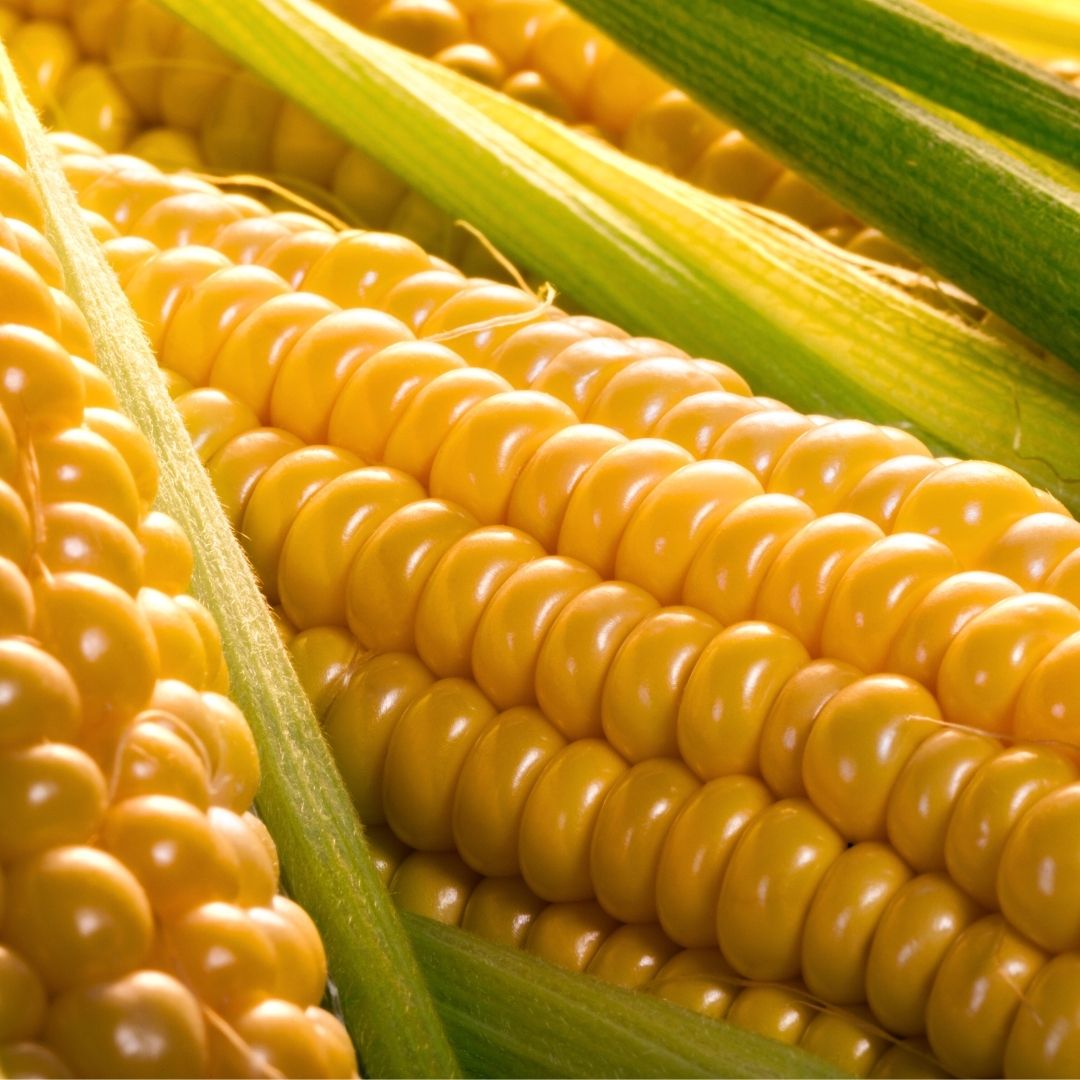 【ふるさと納税】≪令和8年産予約受付！≫スイートコーン（黄）10本 北海道 北海道美瑛 北海道美瑛町　美瑛町　北海道産　美瑛産　スイートコーン とうもろこし とうきび 北海道とうもろこし　野菜　送料無料　美景農園　[017-66] - 画像2