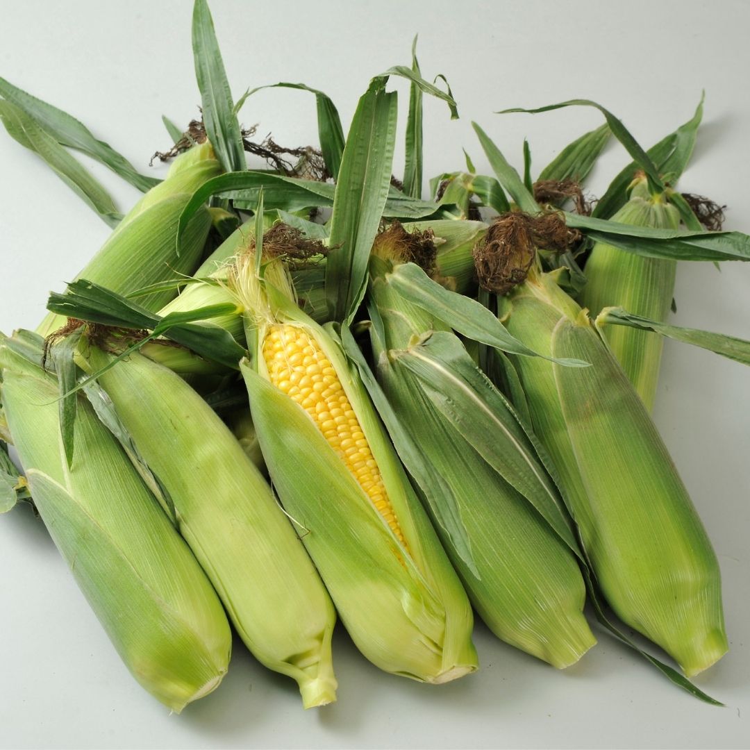 【ふるさと納税】≪令和8年産予約受付！≫スイートコーン（黄）10本 北海道 北海道美瑛 北海道美瑛町　美瑛町　北海道産　美瑛産　スイートコーン とうもろこし とうきび 北海道とうもろこし　野菜　送料無料　美景農園　[017-66] - 画像3