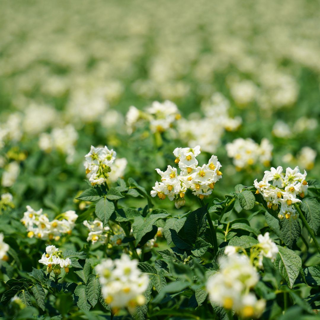 【ふるさと納税】北海道美瑛町の対象施設で使える楽天トラベルクーポン 寄付額150,000円[150-12]※対象施設は寄附金額により異なるため、「宿泊施設はこちら」よりご確認ください。 - 画像3