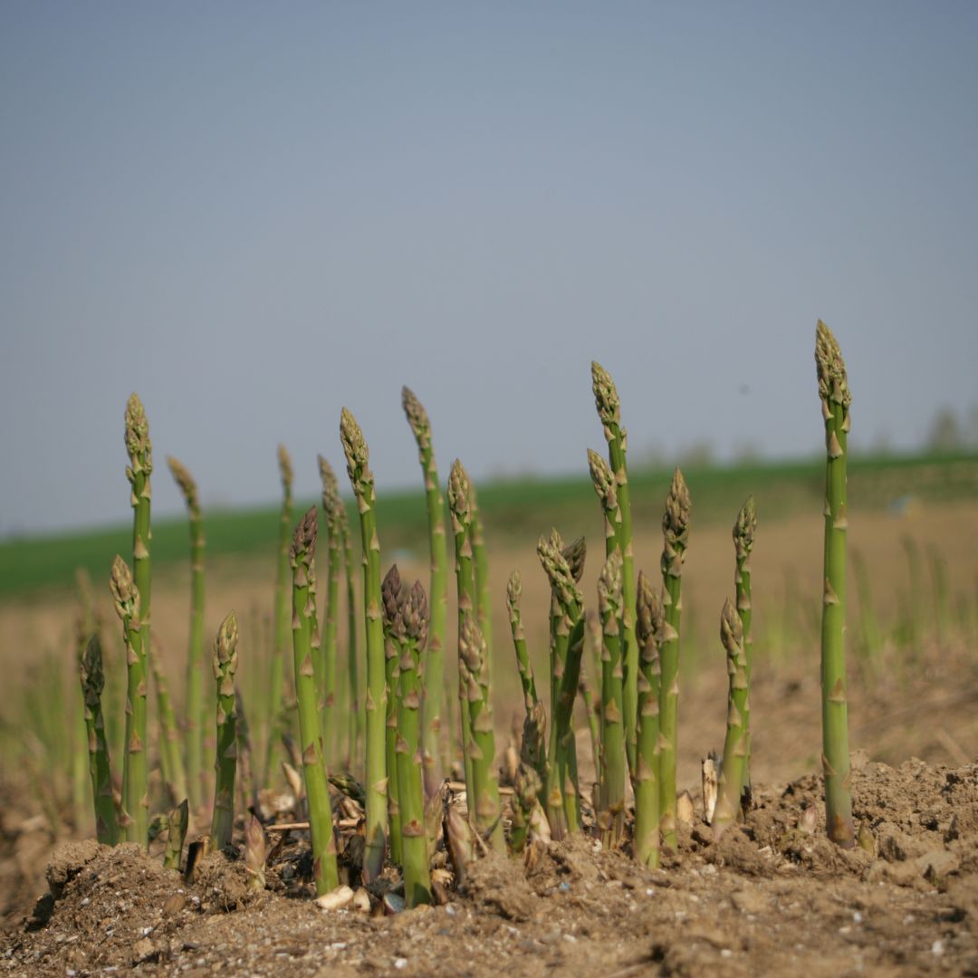 【ふるさと納税】【令和8年産予約受付！】野菜 定期便 3ヶ月 1kg 12本 5kg 3回 送料無料 北海道 北海道美瑛 北海道美瑛町 美瑛 定期便 アスパラガス アスパラ とうもろこし じゃがいも 秋野菜 男爵 キタアカリ 黒木農場　[029-15] - 画像3