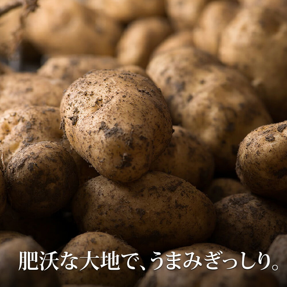 【ふるさと納税】 じゃがいも 玉ねぎ セット 10kg 男爵 ≪令和8年産≫ 美瑛選果 美瑛産 | 人気 おすすめ ランキング 玉ねぎ たまねぎ タマネギ 玉葱 いも 芋 イモ じゃがいも ジャガイモ 男爵イモ 男爵いも 男爵芋 野菜[012-190] - 画像2