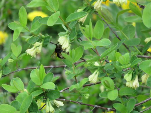 【ふるさと納税】美瑛産 冷凍 ハスカップ 1kg　美瑛 美瑛町 北海道美瑛 北海道美瑛町 北海道産　美瑛産　びえいハスカップファーム　冷凍フルーツ 果物 くだものお取り寄せグルメ 国産 食べ物 たべもの 食品 ご当地　[019-63] サムネイル3