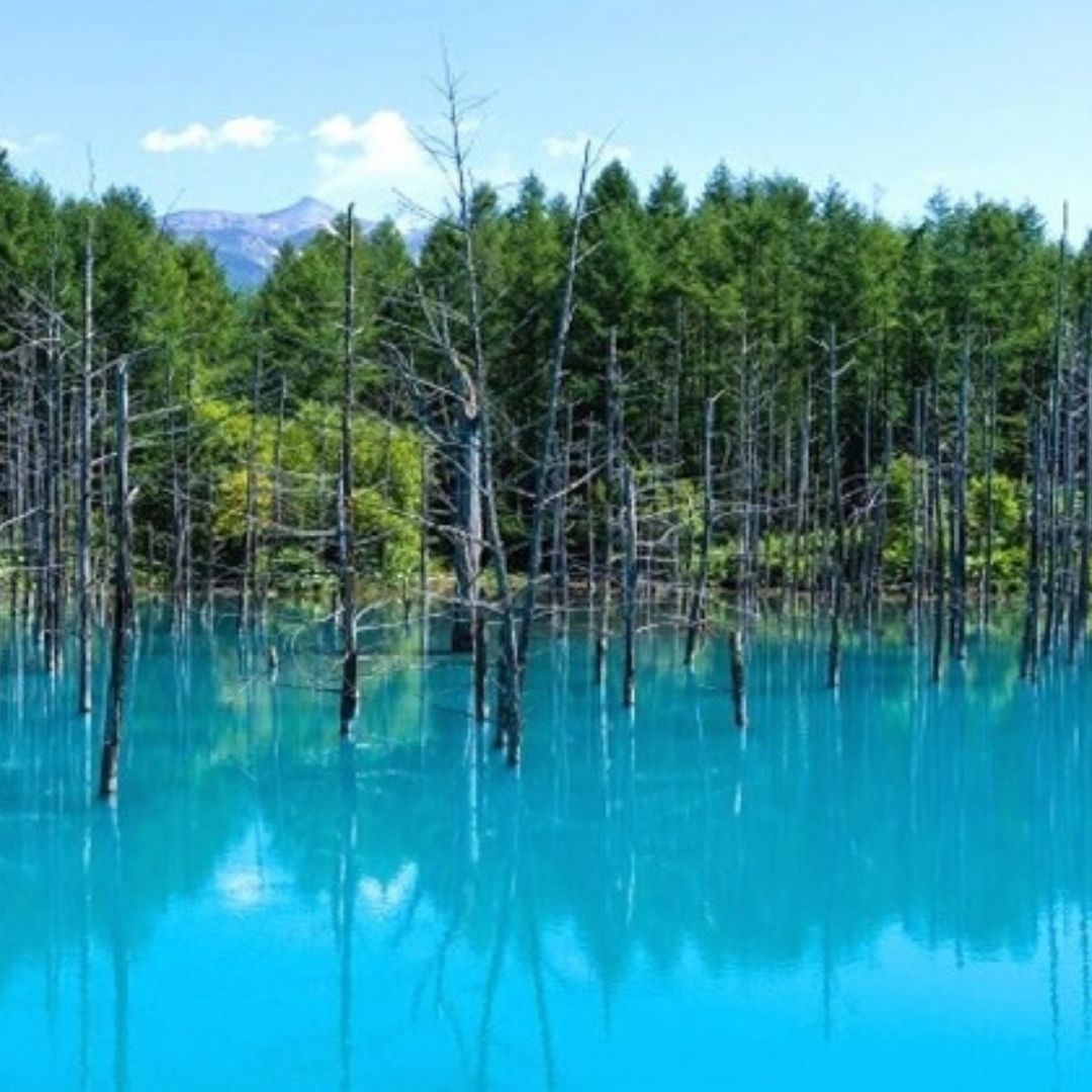 北海道 美瑛町 寄附のみ(返礼品なし) [001-01]