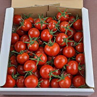 【ふるさと納税】【2026年発送】【中富良野町】寺坂農園ミニトマト　ほれまる　2kg - 画像3