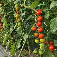 【ふるさと納税】【2026年発送】【中富良野町】寺坂農園ミニトマト　ほれまる　2kg - 画像2