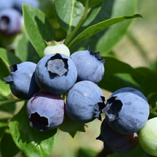 どこか農場のブルーベリー（農薬：栽培期間中不使用）