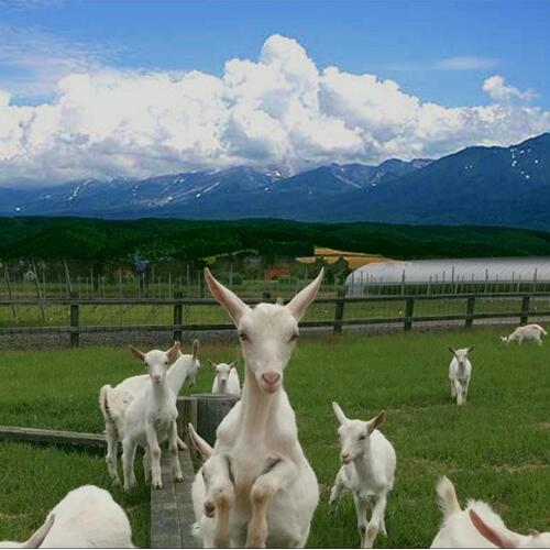 【ふるさと納税】ブランビュル　750ml×2本 サムネイル3