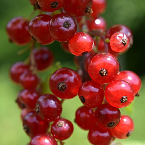 どこか農場のカリンズ（グロゼイユ）栽培期間中農薬不使用