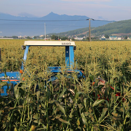 【ふるさと納税】【2026年発送】しあわせの黄色いコーンイエロー12本入 - 画像3