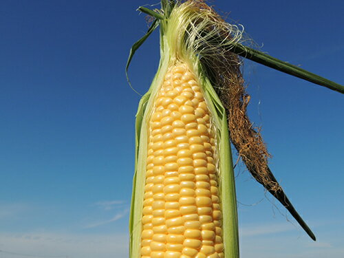 【ふるさと納税】【中富良野町　寺坂農園】とうもろこし『サニーショコラ』（24本入り） - 画像2